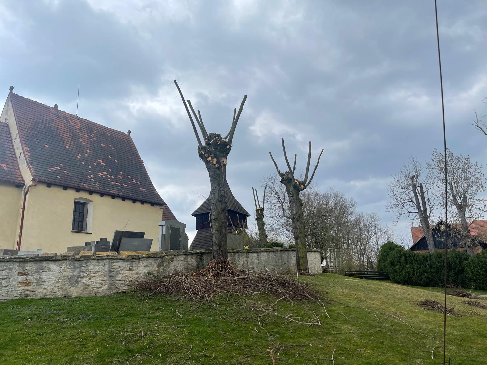 Prořez stromů